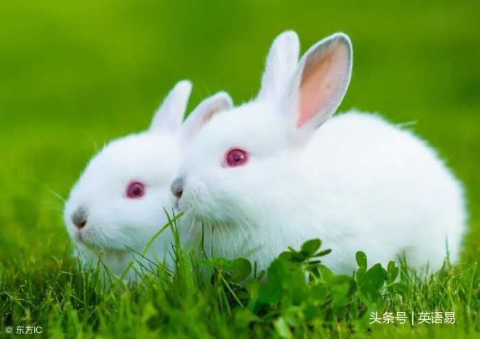 “兔子” 用英语怎么讲？