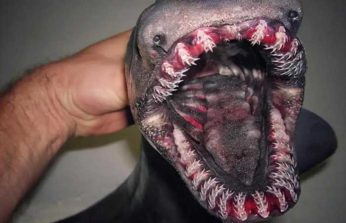 从深海捕捞到海蛇怪？体形像巨蛇，长着世界上最可怕的尖刺牙齿！