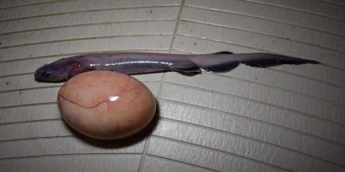 从深海捕捞到海蛇怪？体形像巨蛇，长着世界上最可怕的尖刺牙齿！